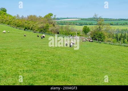 The Monarch's Way si dirige a nord-est attraverso Arundel Park - Arundel, South Downs National Park, West Sussex, Regno Unito. Foto Stock