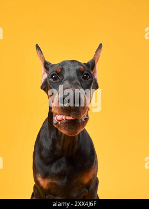 Questa immagine cattura un cane Doberman Pinscher in una posa sicura su uno sfondo giallo vibrante, mostrando la forte presenza e l'eleganza della razza Foto Stock