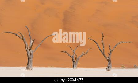 Scheletri di una spina di cammello a Deadvlei, una valle tra le dune nel Namib-Naukluft Park in Namibia. Foto Stock