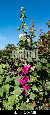 Fiore hollyhock rosa intenso Foto Stock