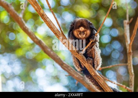 Mico estrela al Parque Municipal das Mangabeiras a Belo Horizonte, Minas Gerais, Brasile Foto Stock