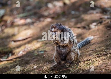 Star tamarin mangia fiori nel parco municipale di Mangabeiras a Belo Horizonte, Minas Gerais, Brasile Foto Stock