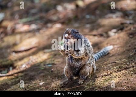 Star tamarin mangia al parco municipale di Mangabeiras a Belo Horizonte, Minas Gerais, Brasile Foto Stock