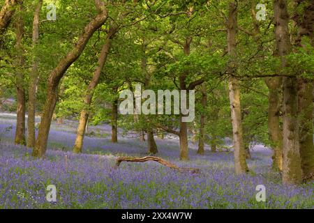 A Carpet of Bluebells (Hyacinthoides non-scripta) sotto gli alberi di quercia a Kinclaven Bluebell Wood, Perthshire, Scozia Foto Stock