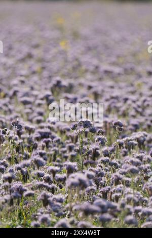 Un campo di Facelia blu di lavanda (Phacelia Tanacetifolia), noto anche come Fiddleneck, coltivato come letame verde e per sopprimere le erbacce Foto Stock