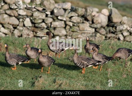 Groenlandia oche dalla facciata bianca (Anser albifrons flavirostris) che pascolano in campi arabili a Loch Gruinart, RSPB Reserve, Isola di Islay, Ebridi, Scozia Foto Stock