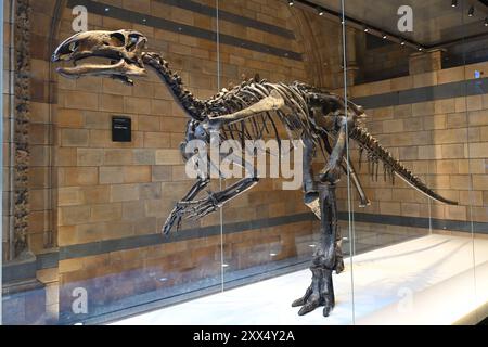 Esemplare olotipo (esemplare originale usato per nominare la specie) di Mantellisaurus atherfieldensis. Scoperto sull'isola di Wight, nel Regno Unito, nel 1914. Foto Stock