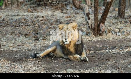 Ritratto di un leone. Leone asiatico. Il leone asiatico è una sottospecie di leone a rischio critico originaria del Parco nazionale della foresta di Gir in India Foto Stock