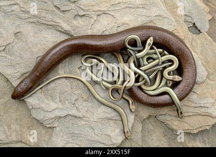 Verme lento (Anguis fragilis) femmina con neonato giovane e condizioni controllate, Berwickshire, Scozia, luglio 2002 Foto Stock