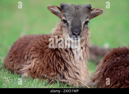 Soay Sheep (Ovis aries) femmina con agnello fotografata nel sito patrimonio dell'umanità di Hirta, St Kilda, Scozia, giugno 1986 Foto Stock