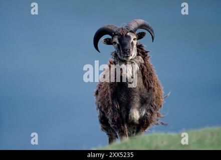 Soay Sheep (Ovis aries) fotografata sull'isola di Hirta, nel sito patrimonio dell'umanità di St Kilda, Scozia, giugno 1986 Foto Stock