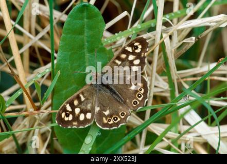 Farfola di legno speckled (Pararge aegeria) che riposa sulle erbe con il tempo della pioggia, riserva naturale nazionale dell'Isola di Rum, Ebridi interne, Scozia, maggio Foto Stock