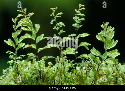 Wilson's Filmy-Fern (Hymenophyllum wilsonii) Growing on drystone wall, Lochaber, Inverness-shire, Scozia, giugno 1988 Foto Stock