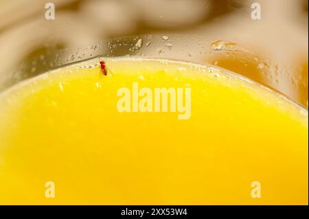 Insetto sul bordo di un bicchiere di succo d'arancia naturale. Foto perfetta per studi di biologia ed ecologia. Foto Stock