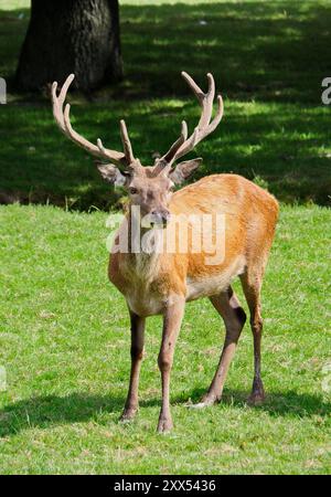 British Wildlife Park Foto Stock