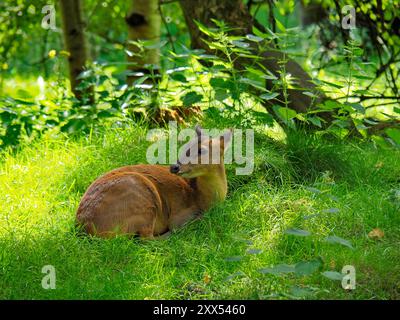 British Wildlife Park Foto Stock