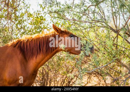 mustang selvaggio che pascolano su un arbusto del deserto, nell'area ricreativa di Lower Salt River, Tonto National Forest, Arizona. Foto Stock