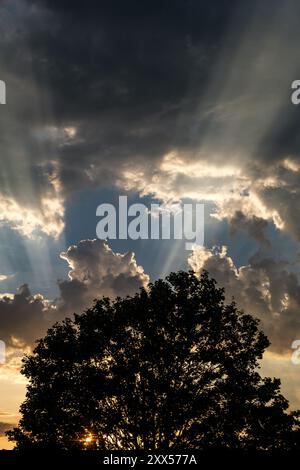 Alberi sagomati contro Un sole estivo con alberi di luce contro nuvole di tempesta Foto Stock