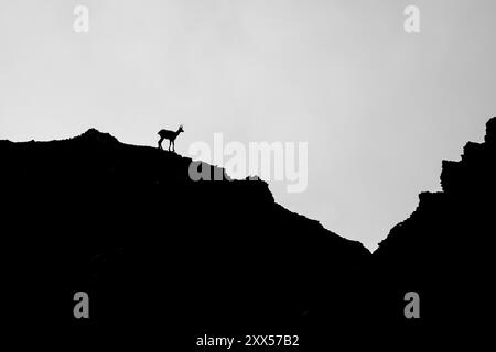 la silhouette di un camoscio su una cresta di montagna scura contro un cielo luminoso sembra un'illustrazione Foto Stock