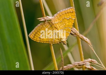 una falena color ocra della specie guscio giallo in primo piano Foto Stock