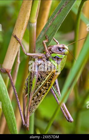 primo piano di una feroce cavalletta verde-marrone della specie verruca-amara su una lama d'erba Foto Stock