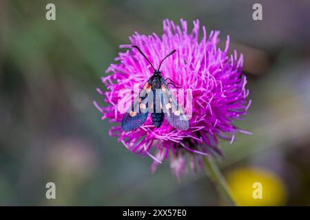 vista dall'alto di una falena burnet variabile tratteggiata in rosso nero su un cardo rosa con sfondo sfocato grigio Foto Stock