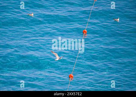 vista dall'alto di tre gabbiani dalle gambe gialle, uno in volo due che nuotano sul mare blu Foto Stock