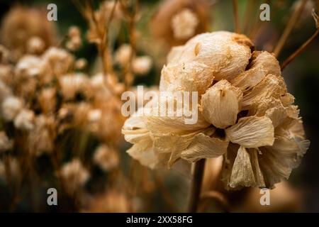 Fiore di Thrift marino essiccato su sfondo sfocato di altri fiori secchi beige. Astratto. Armeria Maritime. Fiori. Preservato. Marrone. Foto Stock