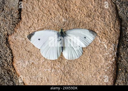 Piccolo maschio bianco (Pieris rapae) in primo piano dorsale su roccia marrone Foto Stock