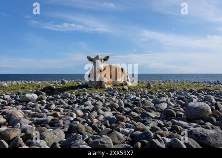 Una mucca di Hereford riposa pacificamente sulla spiaggia di ciottoli di Jomfruland, un'isola di Telemark, Norvegia. Le vacche da pascolo, come questa, tendono ad avere un impatto ambientale inferiore rispetto alle aziende lattiero-casearie industriali. Mentre entrambi contribuiscono alle emissioni di metano, le vacche da pascolo supportano la biodiversità e la salute del suolo, con schemi di pascolo naturali che aiutano a sequestrare il carbonio nel suolo. Al contrario, le aziende lattiero-casearie industriali sono legate a emissioni più elevate dovute a lotti di alimentazione concentrati, fertilizzanti sintetici e produzione di mangimi ad alta intensità energetica. Pratiche di pascolo sostenibili possono mitigare un certo impatto climatico Foto Stock