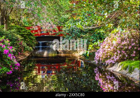 Fiori rosa e ponte rosso riflessi sulla superficie del torrente nel giardino asiatico dei Descanso Gardens. Foto Stock