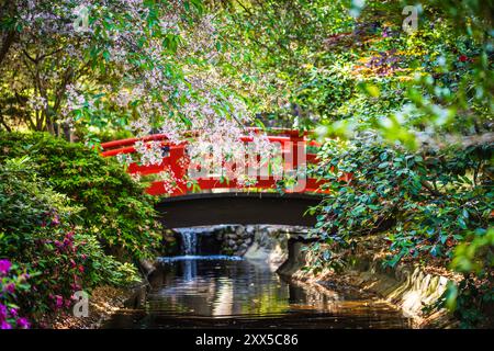 Fiori rosa e ponte rosso riflessi sulla superficie del torrente nel giardino asiatico dei Descanso Gardens. Foto Stock