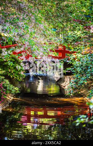 Fiori rosa e ponte rosso riflessi sulla superficie del torrente nel giardino asiatico dei Descanso Gardens. Foto Stock