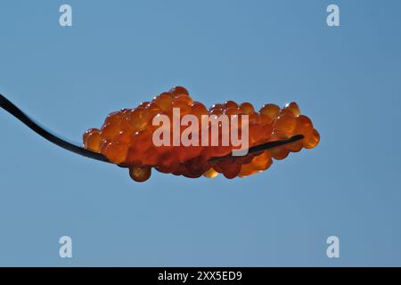 Caviale rosso su una forchetta contro il cielo blu, primo piano Foto Stock