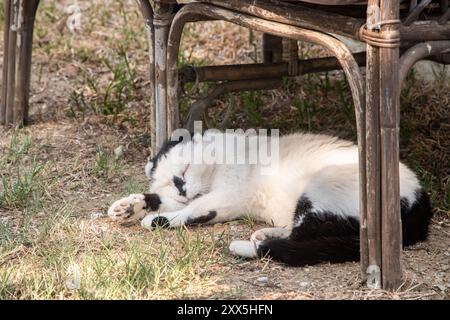 Gatto bianco e nero che dorme all'ombra di una sedia in giardino Foto Stock