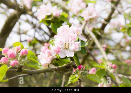 Dettaglio della fioritura di mele rosa e bianche su un albero di mele che fiorisce in primavera in un giardino del Regno Unito Foto Stock