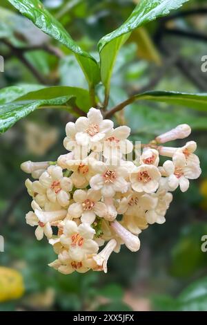 Viburnum suspensum - gruppi di piccoli fiori bianchi su un ramo, fuoco selettivo. Sfondo fiore primaverile Foto Stock