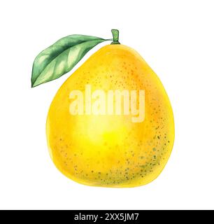 Acquerello Pomelo. Acquerello, grande citrone. Shaddock acquerello su sfondo bianco. Agrumi tropicali con elementi disegnati a mano per il design di pa Foto Stock