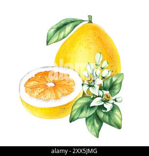 Acquerello Pomelo. Acquerello, grande citrone. Shaddock acquerello su sfondo bianco. Agrumi tropicali con elementi disegnati a mano per il design di pa Foto Stock