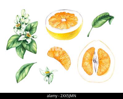 Acquerello Pomelo. Acquerello, grande citrone. Shaddock acquerello su sfondo bianco. Agrumi tropicali con elementi disegnati a mano per il design di pa Foto Stock