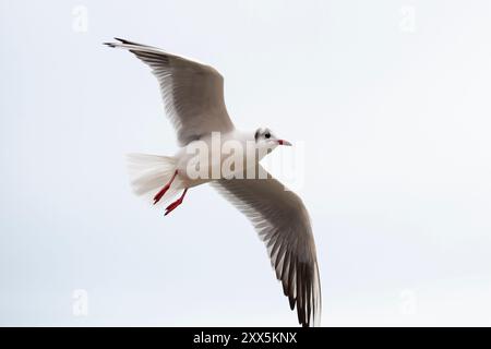 Gabbiano in volo isolato su uno sfondo bianco. Foto Stock