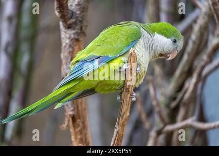 Parrocchetto monaco - myiopsitta monachus, seduto su un ramo Foto Stock