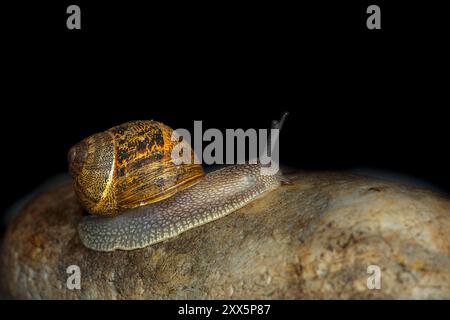 L'asperso Common Garden Snail Cornu si arrampica su pietre in un giardino del Norfolk settentrionale, Regno Unito Foto Stock