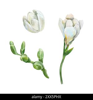 Acquerello floreale di Freesia. Gemme bianche e verdi, set. Illustrazione vettoriale disegnata a mano. Per la progettazione di biglietti d'auguri, inviti di nozze, grandi intrattenimenti Illustrazione Vettoriale