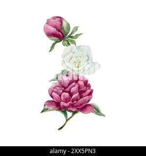 Peonie e acquerello freesia. Bouquet di fiori bianchi e Bordeaux. Illustrazione vettoriale disegnata a mano. Per la progettazione di biglietti d'auguri, invit di nozze Illustrazione Vettoriale