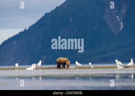 L'orso bruno costiero che dà da mangiare al salmone - Brown Bear Bay, Chinitna Bay, vicino al Lake Clark National Park and Preserve, Alaska Foto Stock
