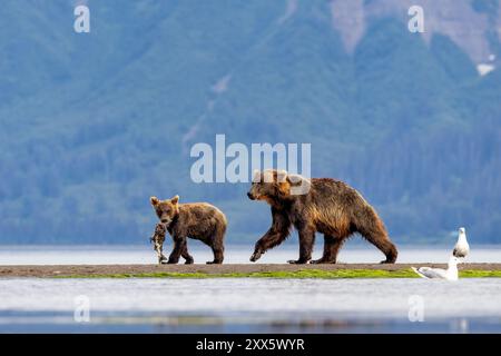 Costiero Brown Bears madre e cucciolo con salmone - Brown Bear Bay, Chinitna Bay, vicino al Lake Clark National Park and Preserve, Alaska Foto Stock