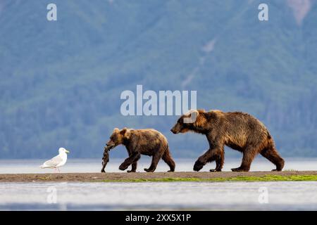 Costiero Brown Bears madre e cucciolo con salmone - Brown Bear Bay, Chinitna Bay, vicino al Lake Clark National Park and Preserve, Alaska Foto Stock