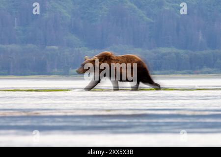 Il movimento intenzionale dell'orso bruno costiero è sfocato: Brown Bear Bay, Chinitna Bay, vicino al Lake Clark National Park and Preserve, Alaska Foto Stock