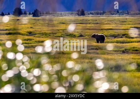 Orso bruno costiero nel paesaggio - Brown Bear Bay, Chinitna Bay, vicino al Lake Clark National Park and Preserve, Alaska Foto Stock